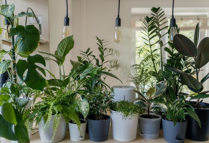 Growing biophilic consumer trends Growing biophilic consumer trends